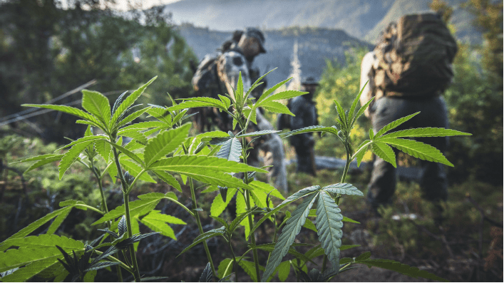 Poison Plants: Tainted grow operations are growing, but an unlikely group is doing whatever they can to stop it